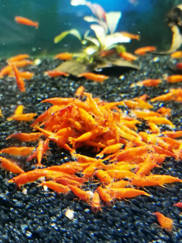 ORANGE - 1.5-2.0 CM - Image 4